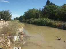 Fotograf�a de la vegetaci�n existente en las banquetas del canal aguas arriba de los acueductos.