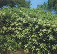 Fotograf�a de una planta de especie vegetal pittosporum tobira.