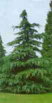 Fotograf�a de una planta de especie vegetal cedrus deudara.
