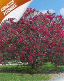 Fotograf�a de una planta de especie vegetal nerium oleander.