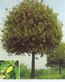 Fotograf�a de una planta de especie vegetal quercus ilex.