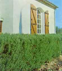 Fotograf�a de una planta de especie vegetal rosmarinus officinalis.