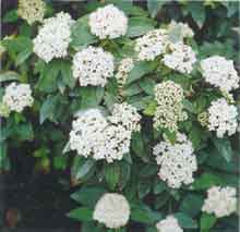 Fotograf�a de una planta de especie vegetal viburnum tinus.