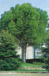 Fotograf�a de una planta de especie vegetal pinus pinea.
