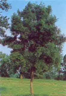 Fotograf�a de una planta de especie vegetal fraxinus excelsior.