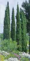 Fotograf�a de una planta de especie vegetal cupressus sempervirens.