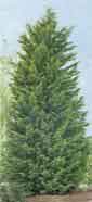 Fotograf�a de una planta de especie vegetal cupressus macrocarpa.