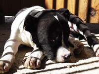 American Staffordshire Terrier