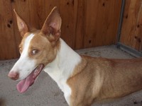 PODENCO
