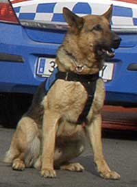 Unidad Canina: Boro
