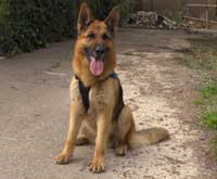 Unidad Canina: Lucky