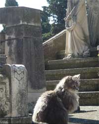 Colonia de gatos en el Cementerio de Torrero