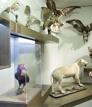 Imagen de Museo de Ciencias Naturales de la Universidad de Zaragoza
