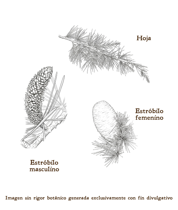 Imagen sobre la hoja, la flor y el fruto de la planta