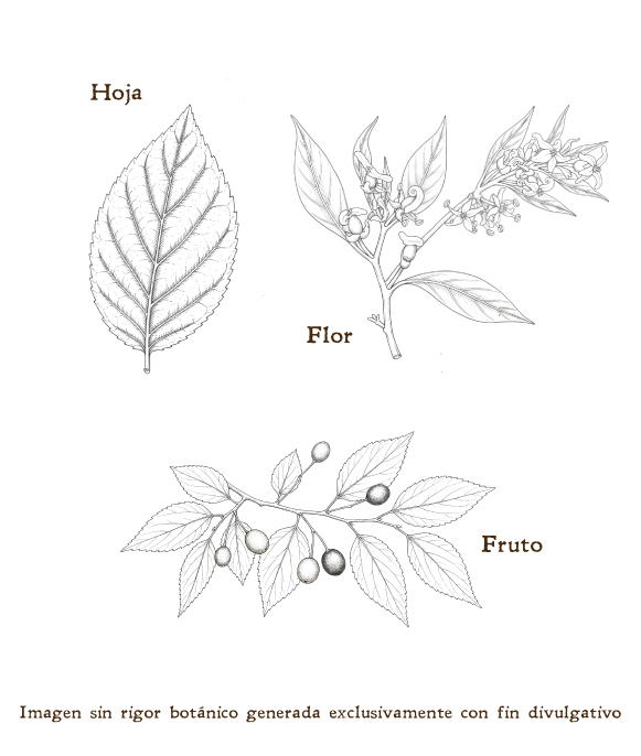 Imagen sobre la hoja, la flor y el fruto de la planta