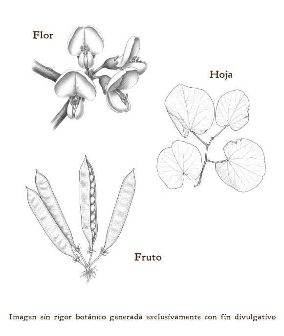 Imagen sobre la hoja, la flor y el fruto de la planta