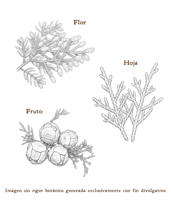 Imagen sobre la hoja, la flor y el fruto de la planta