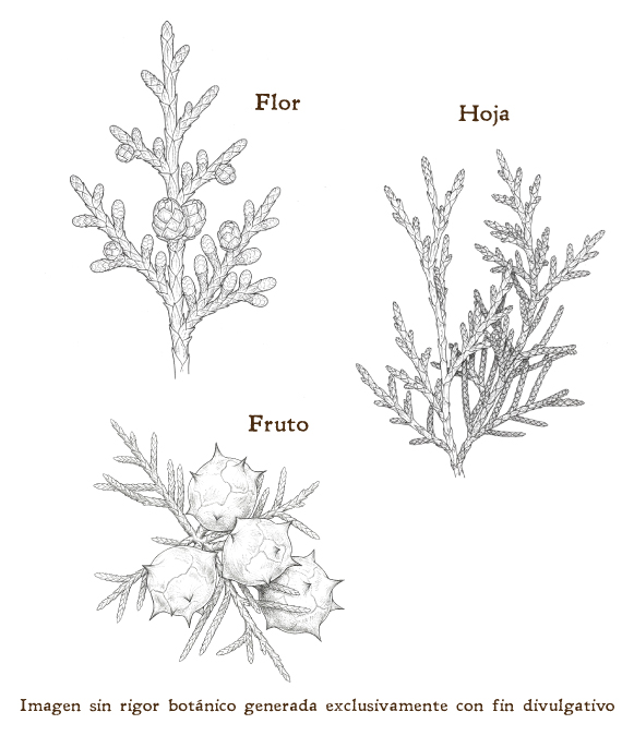 Imagen sobre la hoja, la flor y el fruto de la planta