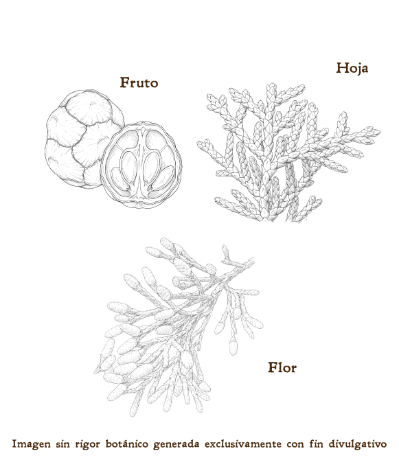 Imagen sobre la hoja, la flor y el fruto de la planta