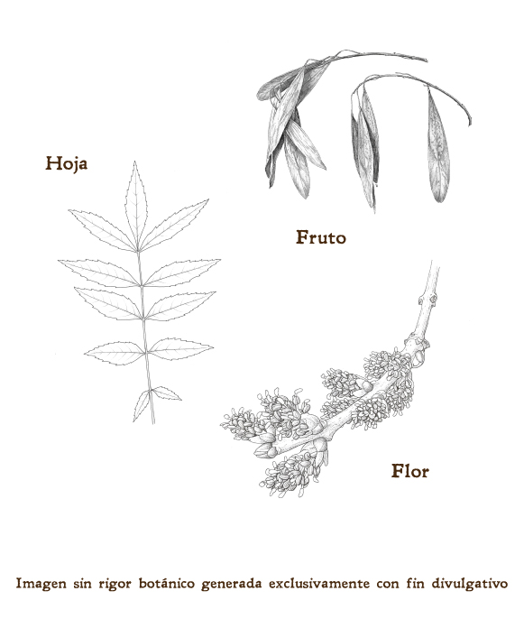 Imagen sobre la hoja, la flor y el fruto de la planta