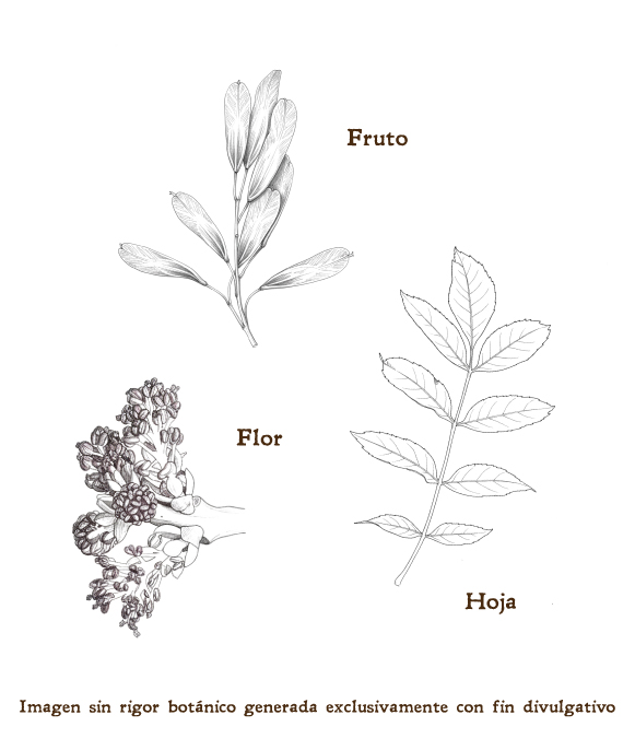 Imagen sobre la hoja, la flor y el fruto de la planta