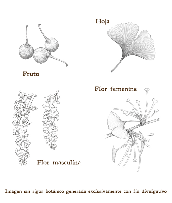 Imagen sobre la hoja, la flor y el fruto de la planta