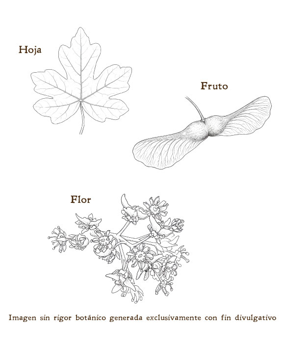 Imagen sobre la hoja, la flor y el fruto de la planta