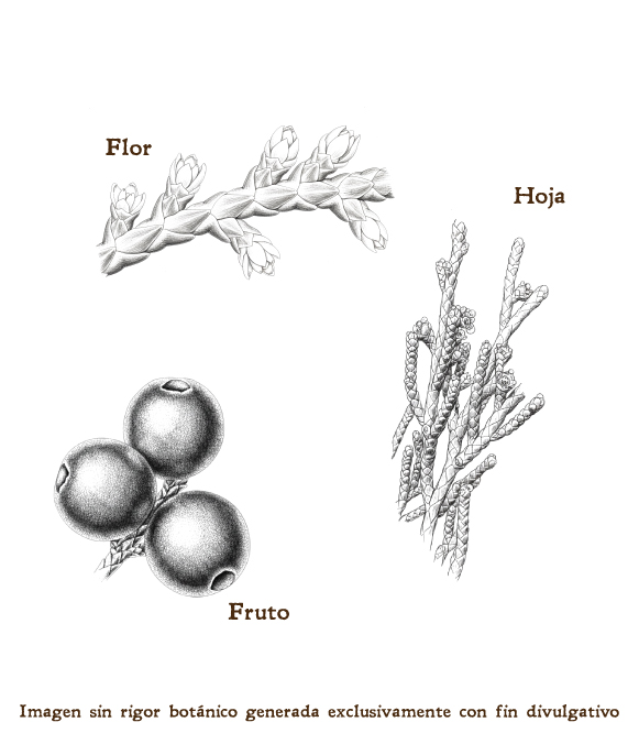 Imagen sobre la hoja, la flor y el fruto de la planta