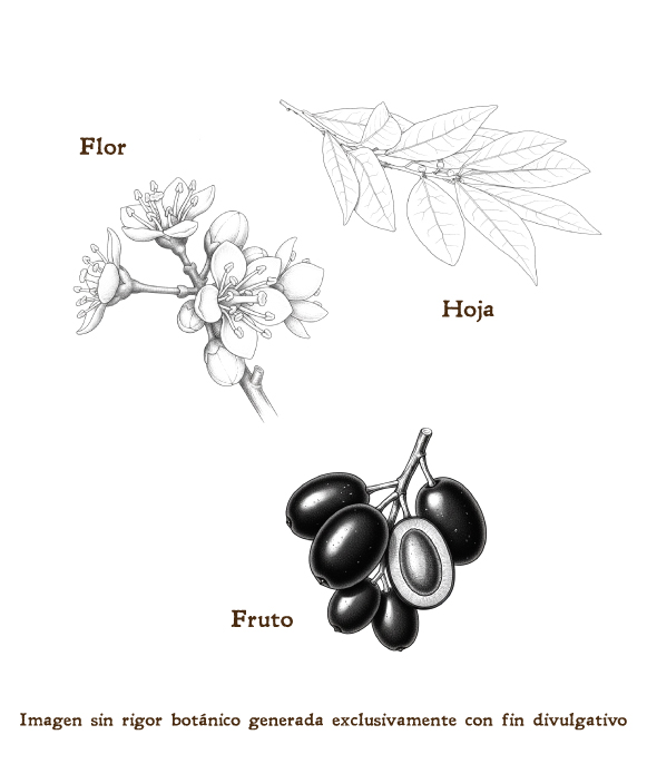 Imagen sobre la hoja, la flor y el fruto de la planta
