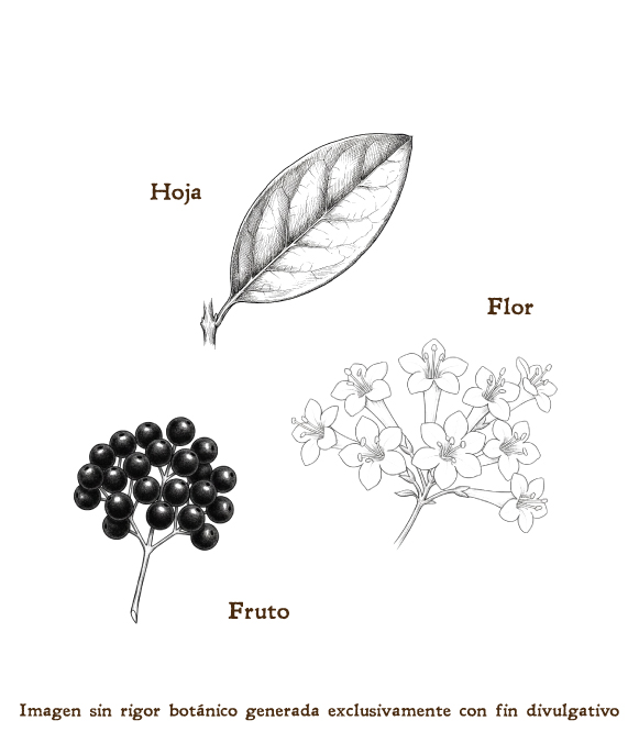 Imagen sobre la hoja, la flor y el fruto de la planta