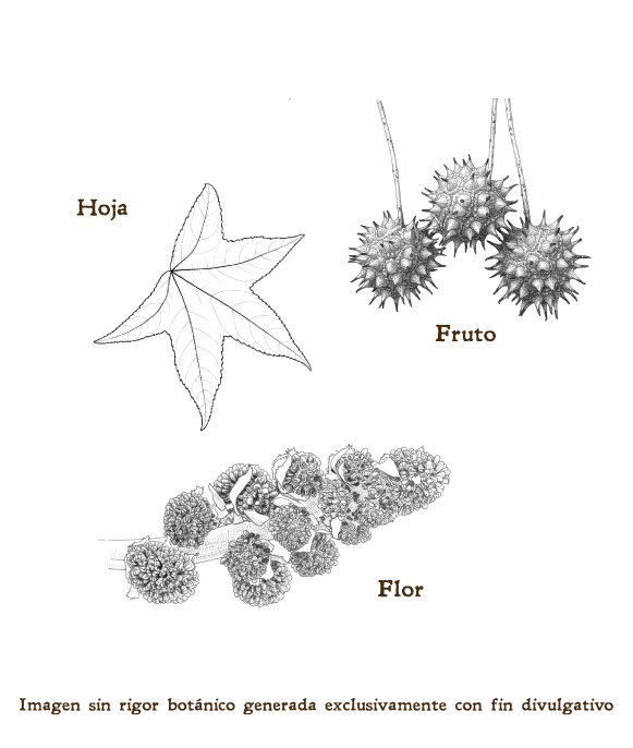 Imagen sobre la hoja, la flor y el fruto de la planta