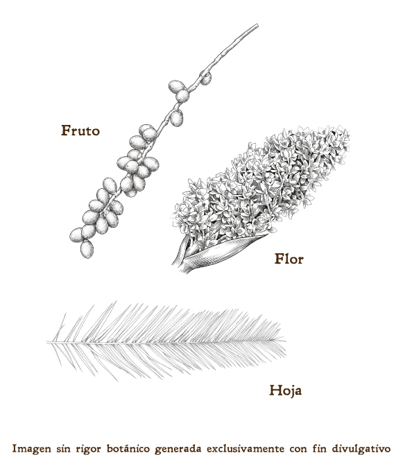 Imagen sobre la hoja, la flor y el fruto de la planta
