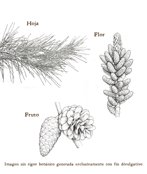 Imagen sobre la hoja, la flor y el fruto de la planta