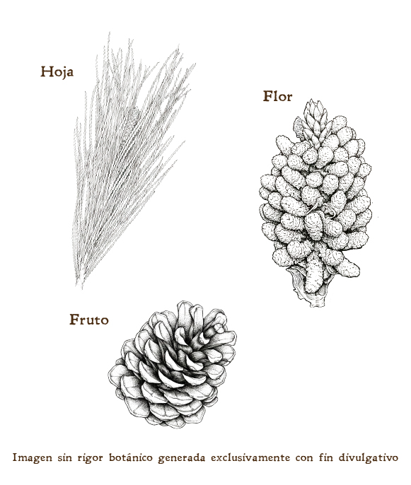 Imagen sobre la hoja, la flor y el fruto de la planta