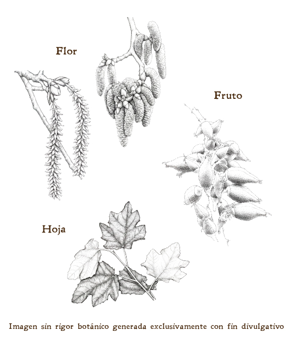 Imagen sobre la hoja, la flor y el fruto de la planta