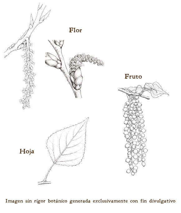 Imagen sobre la hoja, la flor y el fruto de la planta