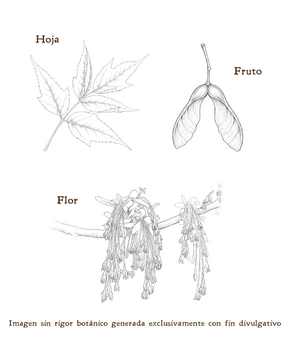 Imagen sobre la hoja, la flor y el fruto de la planta
