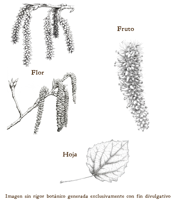 Imagen sobre la hoja, la flor y el fruto de la planta