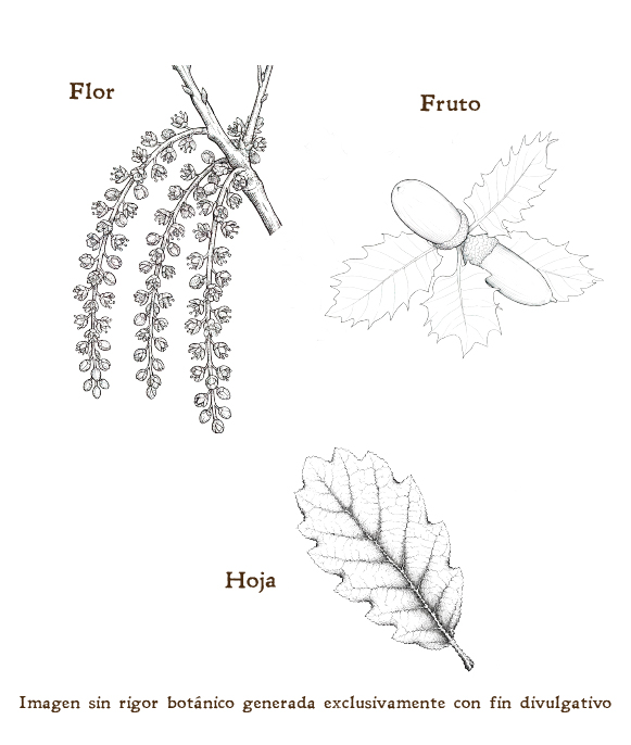 Imagen sobre la hoja, la flor y el fruto de la planta