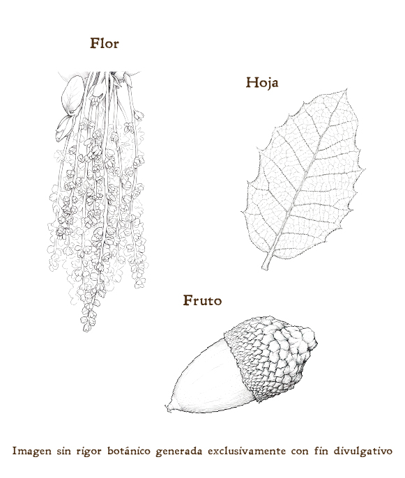 Imagen sobre la hoja, la flor y el fruto de la planta