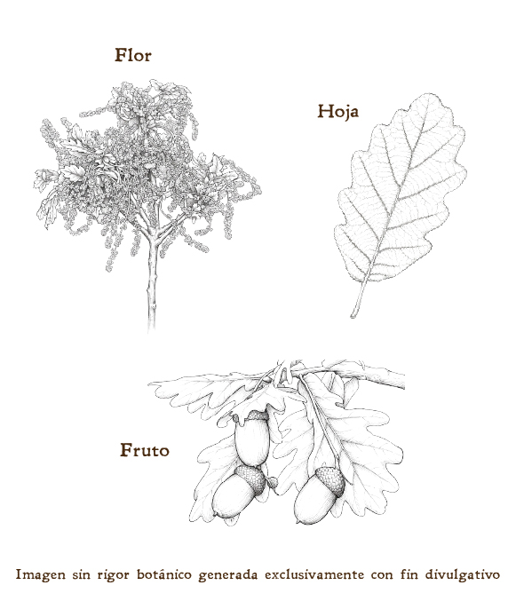 Imagen sobre la hoja, la flor y el fruto de la planta