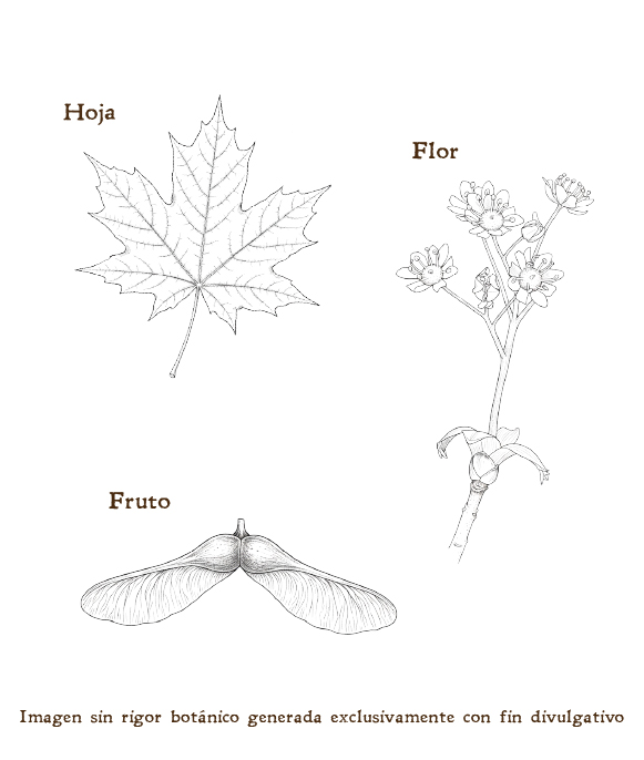 Imagen sobre la hoja, la flor y el fruto de la planta