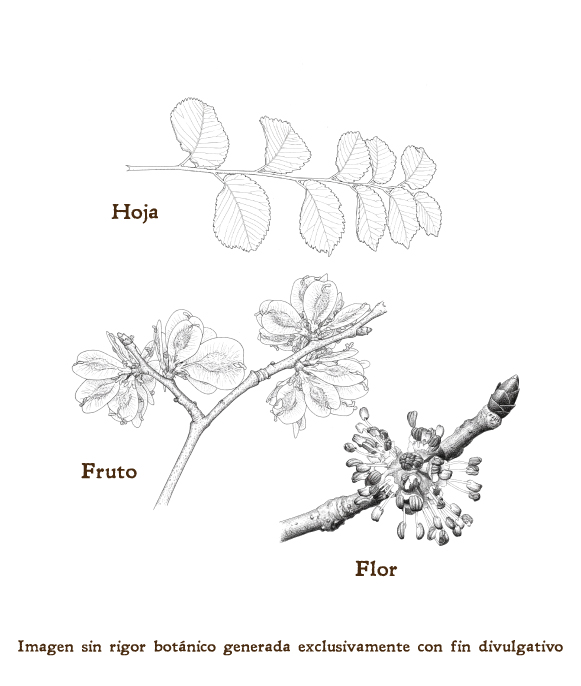 Imagen sobre la hoja, la flor y el fruto de la planta