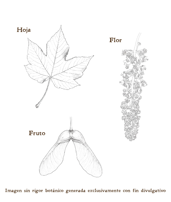 Imagen sobre la hoja, la flor y el fruto de la planta