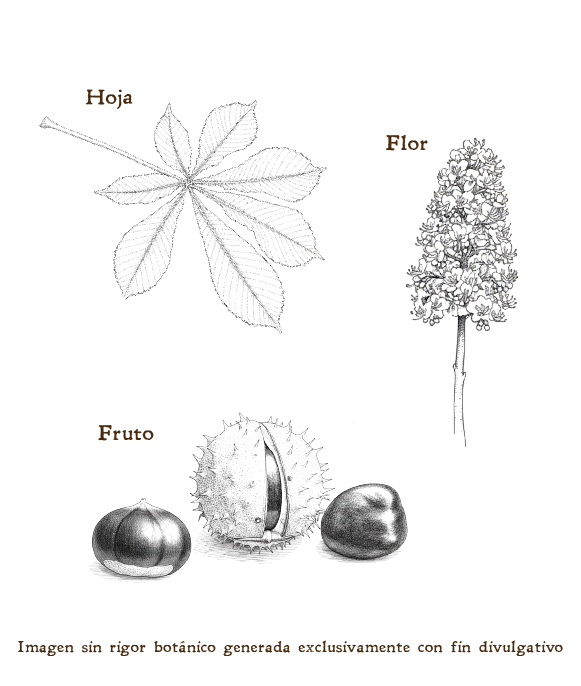 Imagen sobre la hoja, la flor y el fruto de la planta