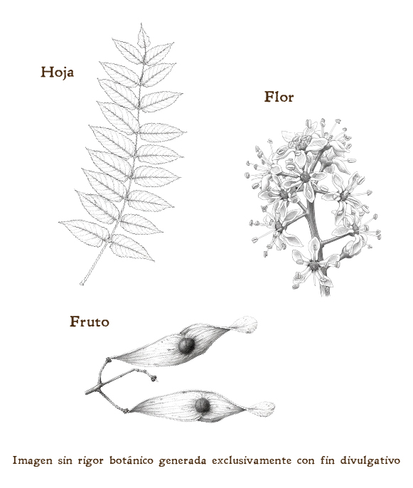 Imagen sobre la hoja, la flor y el fruto de la planta