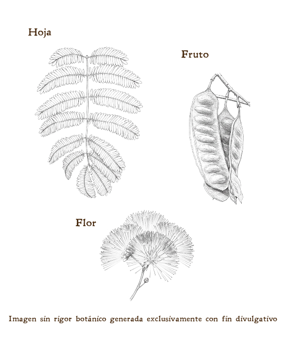 Imagen sobre la hoja, la flor y el fruto de la planta