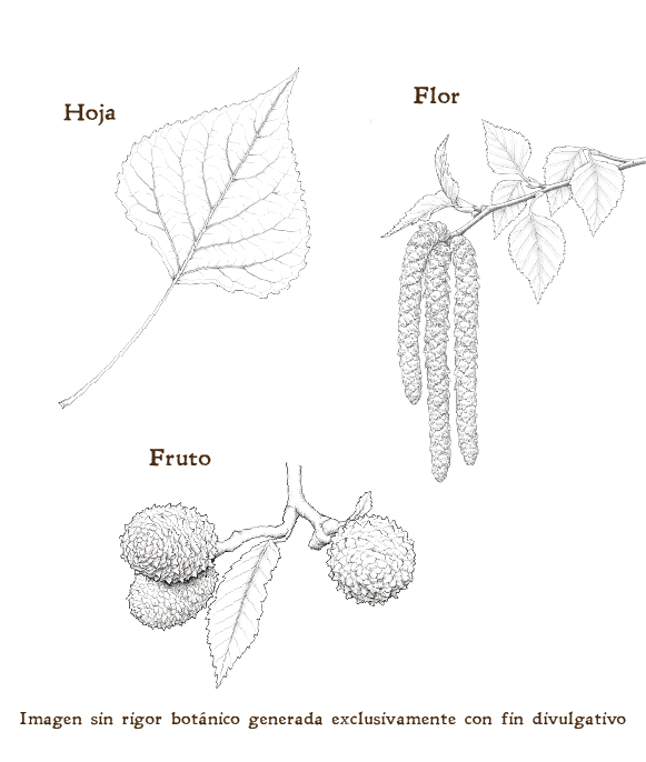 Imagen sobre la hoja, la flor y el fruto de la planta