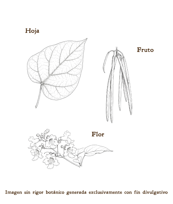 Imagen sobre la hoja, la flor y el fruto de la planta