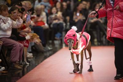 Fashion Pet Christmas 2025